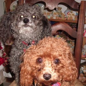 Meet your Posher, Lois